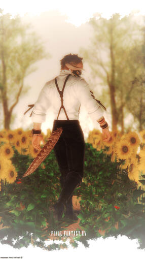 Sunflower Sunflower